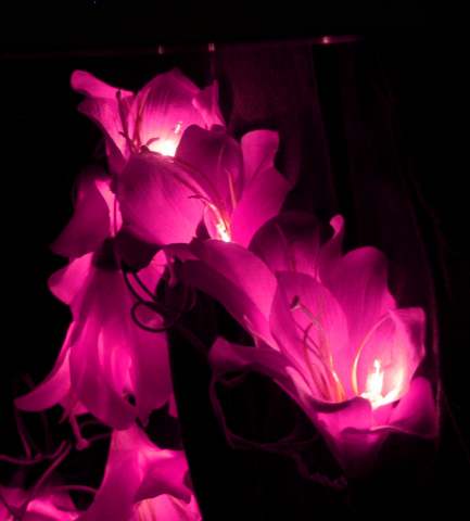Pink Lily Flower Head - fairy lights